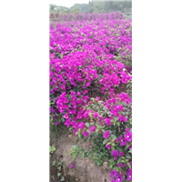 四川三角梅