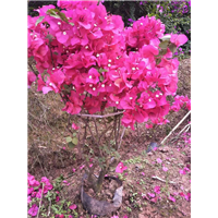四川三角梅