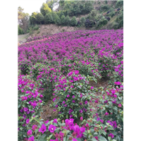 四川三角梅