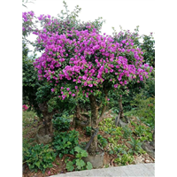 四川三角梅