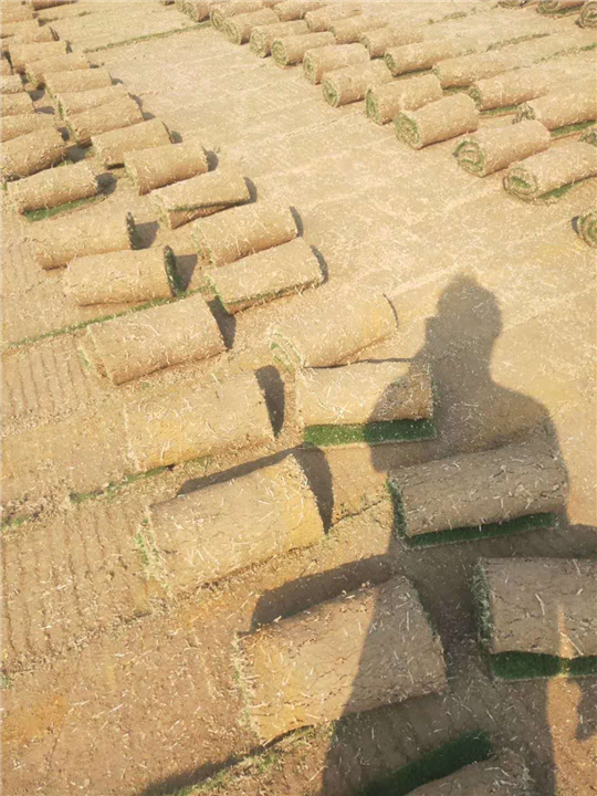 海南台湾草卷