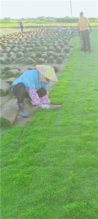 海南绿化草坪