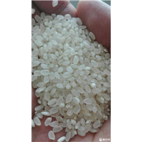 盐丰水稻种植
