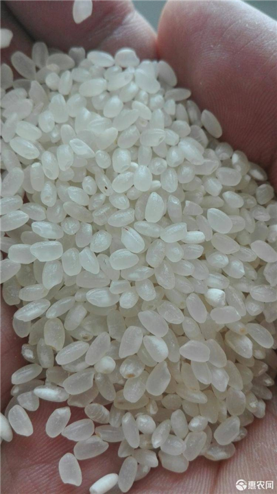 盐丰水稻种植 