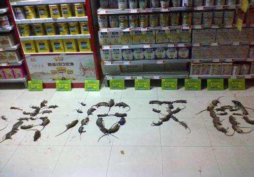抚州专业灭鼠