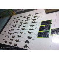 抚州超市灭鼠灭鼠药的放置地点