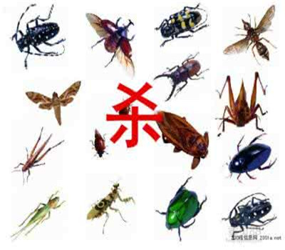 拉萨杀虫公司有害生物危害介绍之蟑螂 