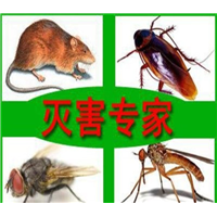 拉萨酒店灭鼠医院灭蟑需要注意