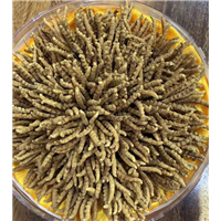 厦门高价回收冬虫夏草 