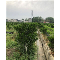 成都柑橘苗