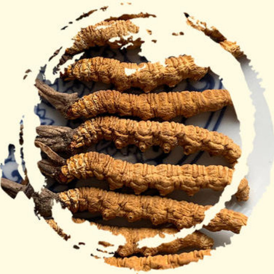 荔湾常年回收冬虫夏草,上门回收冬虫夏草公司