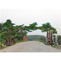 深圳假山塑石施工h龙华假山假树 