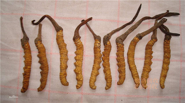 简阳虫草回收