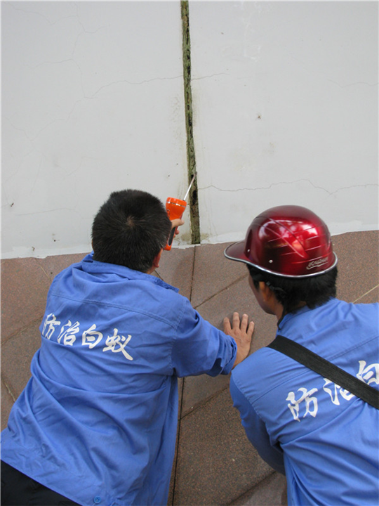 广西防洪提白蚁防治检查 