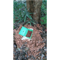 南宁学校白蚁防治