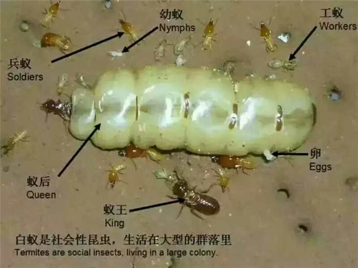 南宁白蚁防治