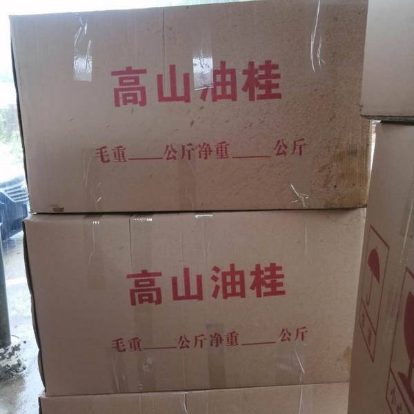 广西桂皮
