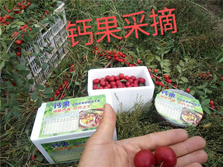 钙果采摘 