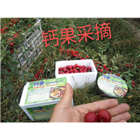 钙果采摘