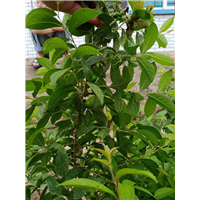 钙果树2 