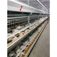 白羽鸡养殖环境 