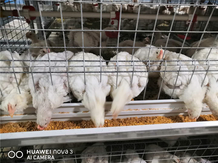 白羽鸡养殖3 