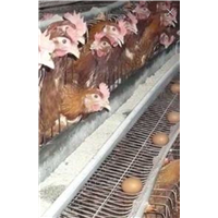 笨鸡养殖