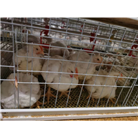 白羽肉鸡养殖 
