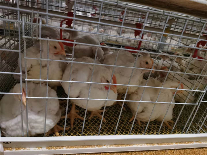 白羽肉鸡养殖 