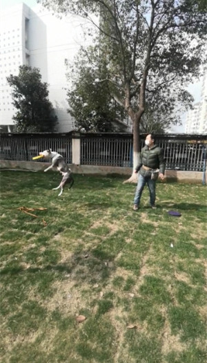 无锡市训犬