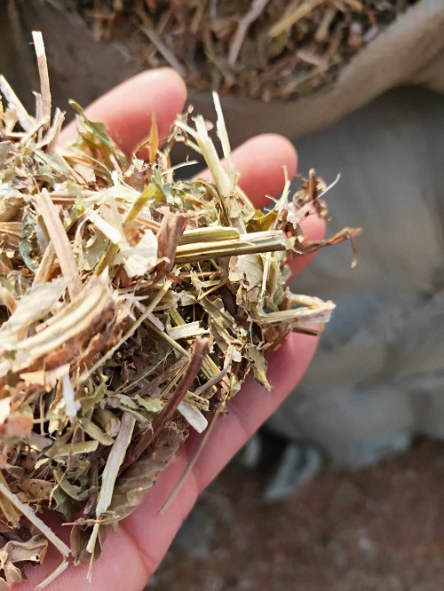 宜春牛羊饲草花生秧投喂时要慎重 