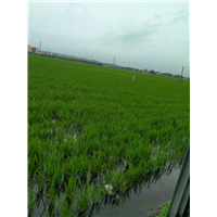 富硒大米2 
