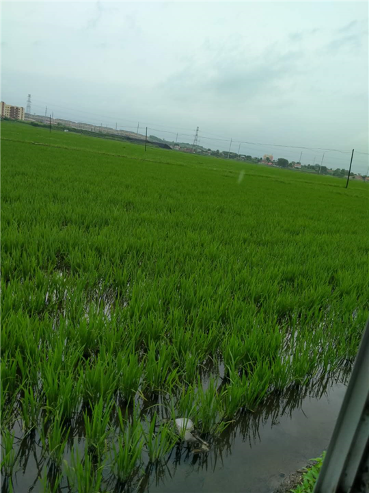 富硒大米2 