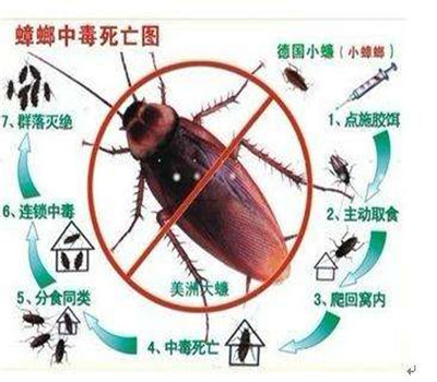 西昌灭蟑螂公司
