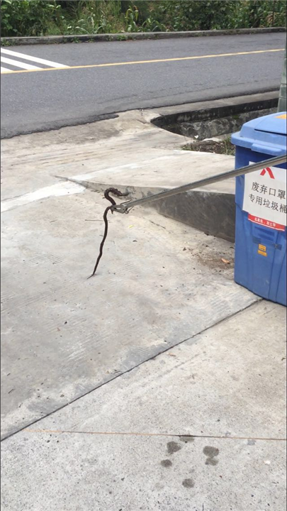 西昌抓蛇 