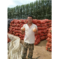 元葱金虎