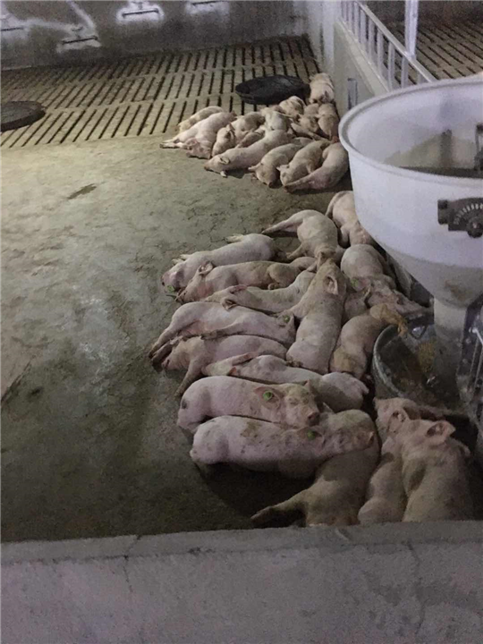 猪 