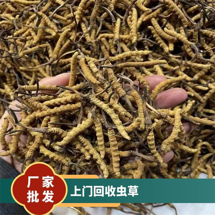 新津回收冬虫夏草 新津回收虫草 新津冬虫夏草回收