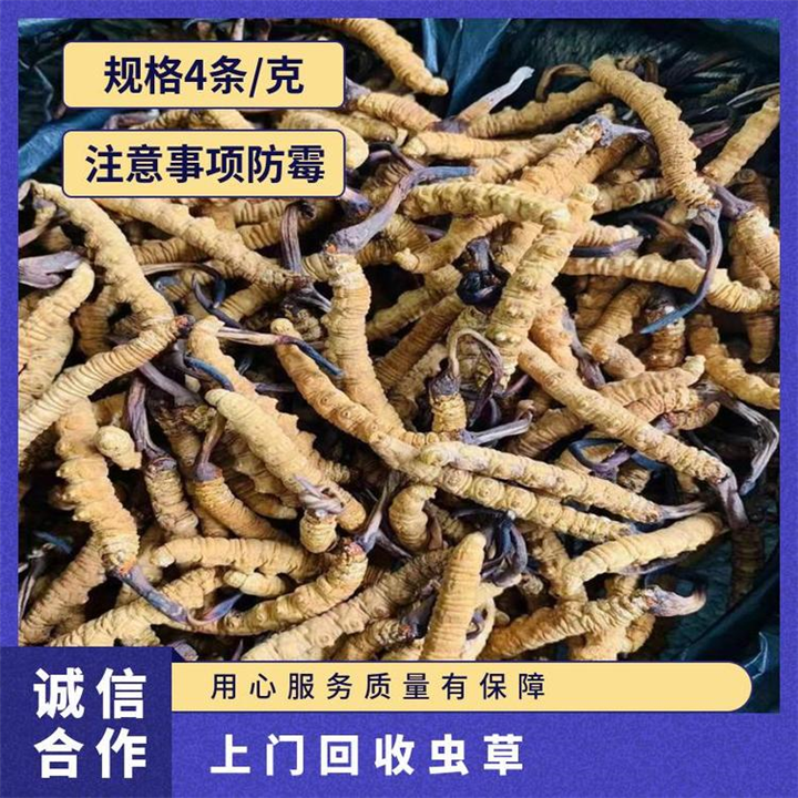 金牛区华侨城回收虫草 成都冬虫夏草回收地方