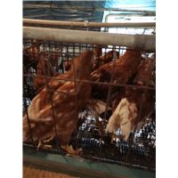 蛋鸡养殖2