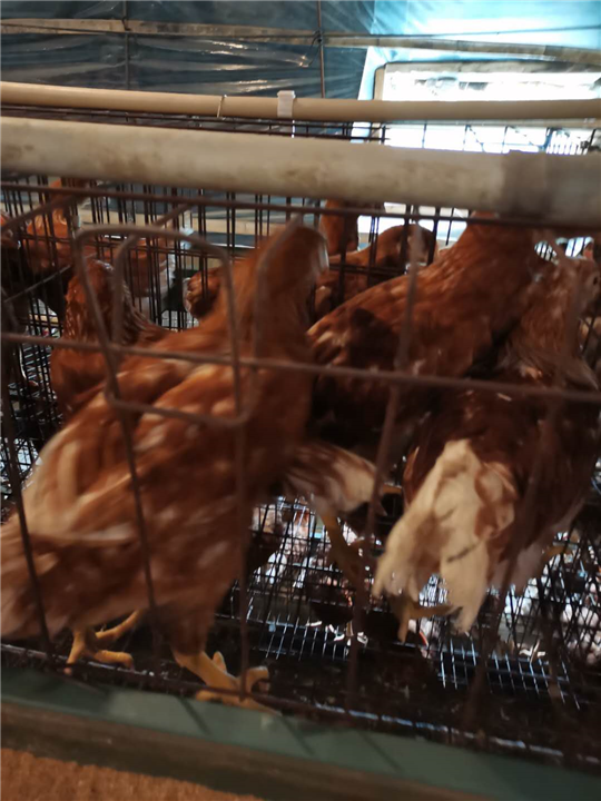 蛋鸡养殖2 