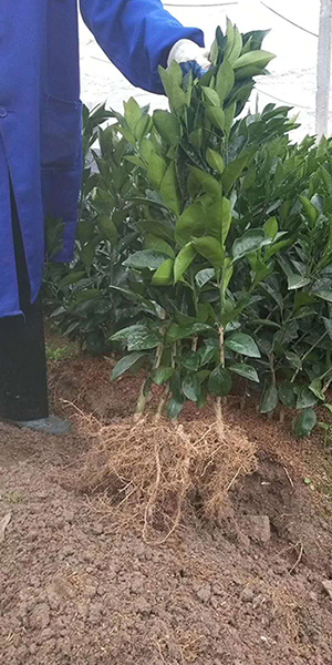 赣州纽荷尔脐橙苗批发 