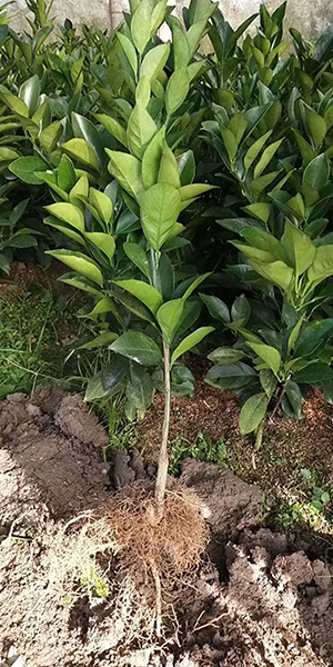 赣南纽荷尔脐橙苗 