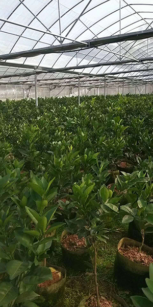 赣南红肉脐橙苗批发 