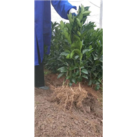 赣州纽荷尔脐橙苗批发