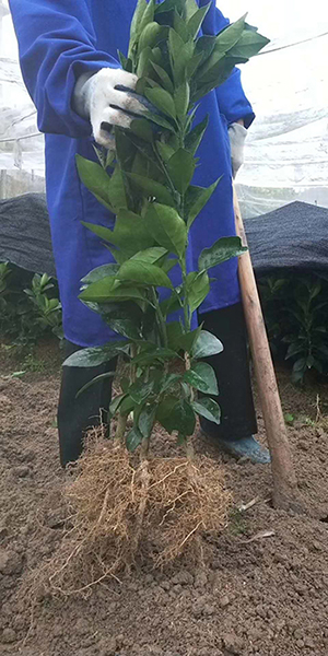 赣南纽荷尔脐橙苗批发 