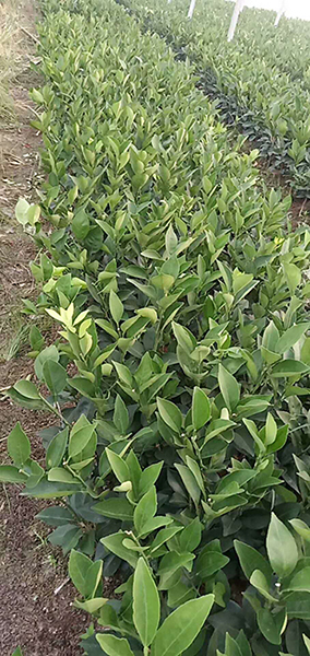 江西纽荷尔脐橙苗批发 