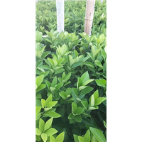 赣南脐橙苗