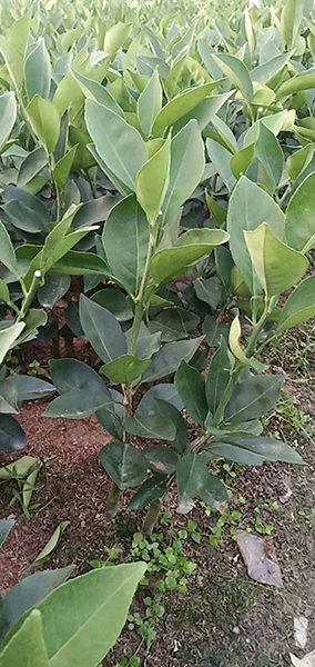 宁都纽荷尔脐橙苗批发 