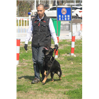 上海训犬